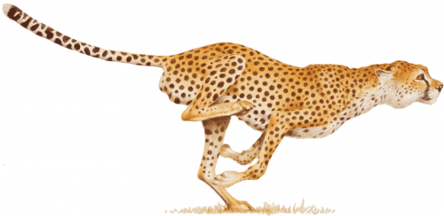 wild animal cheetah running at high speed